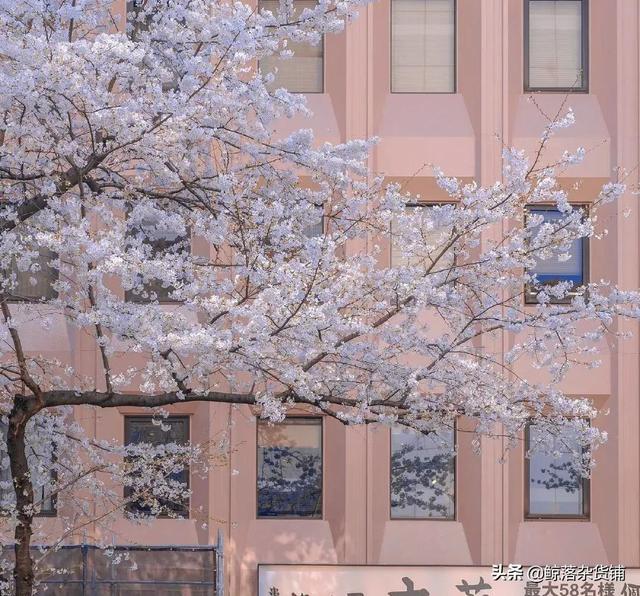 山林不向四季起誓，枯荣随缘，山林不向四季起誓,荣枯随缘意思（山林不向四季起誓，荣枯随缘图片）