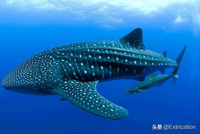 世上最大的淡水鲨，有史以来最大的十种鲨鱼