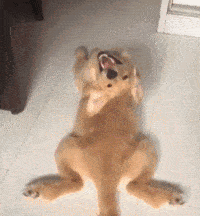 狗来富是要把狗养起来吗，狗来富是什么狗（一条狗若是有这些“特点”）