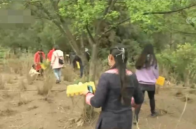 梦见好多鸡蛋捡鸡蛋是什么意思，梦见捡好多鸡蛋什么意思（湖南男子承包1200亩荒山）