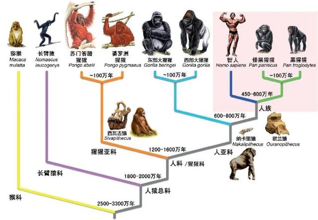 地球上有哪些人类族群，地球除了人类还有什么种族（为什么最后只剩下了我们智人）