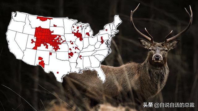 鹿血酒多少钱一瓶，鹿血酒一瓶500ml要多少钱（这是人们认为它是仙兽真正的原因）