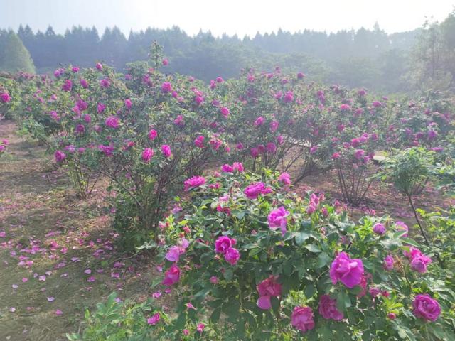 通化“玫瑰谷”花香四溢