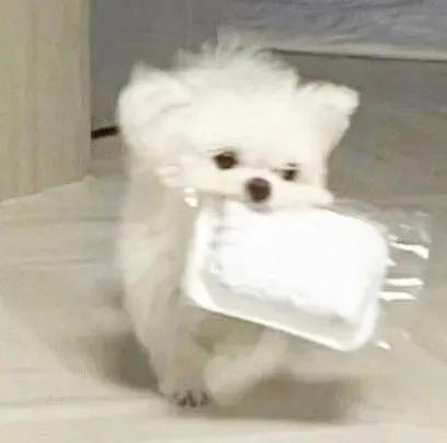 狗头像可爱微信头像，可爱狗狗头像（可爱狗子头像）