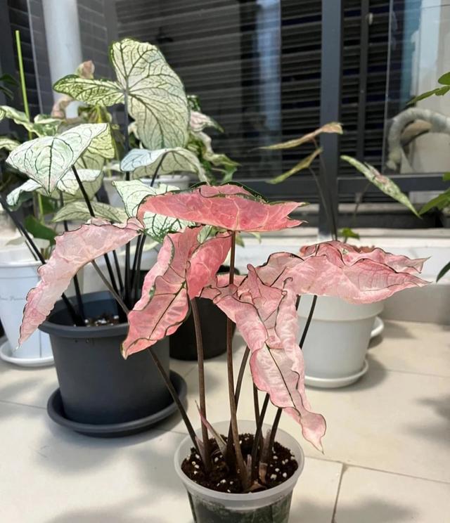 室内养什么花最好，100种“吉祥花”