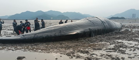 世界上最恐怖的鲸鱼，地球上最原始的鲨鱼（澳洲200头搁浅鲸鱼死亡）