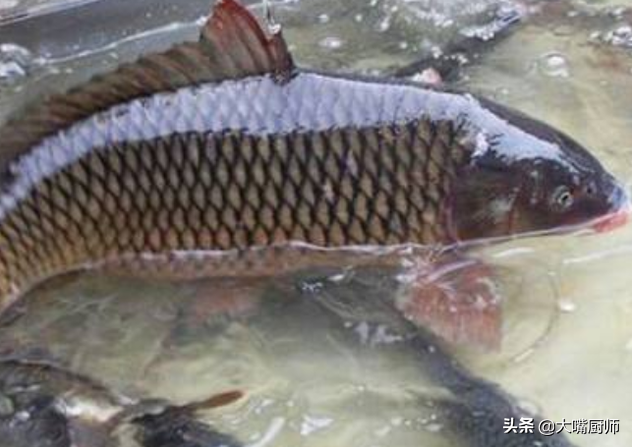 吃鲤鱼鱼籽的禁忌，吃鲤鱼鱼籽的好处和坏处（肚子大的好还是肚子小的好）