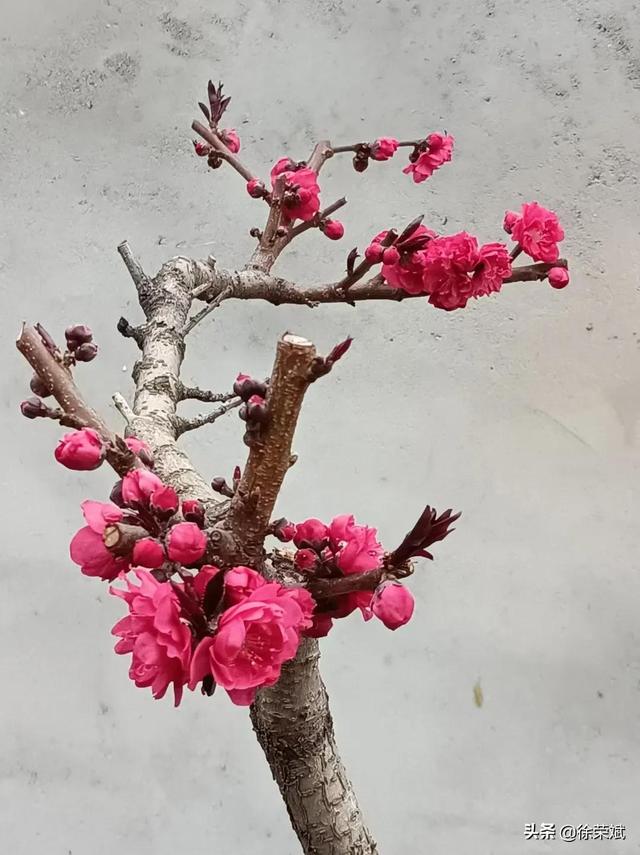 梦见头上长虱子，梦见头上长虱子是什么意思（周至民俗篇~歇后语）