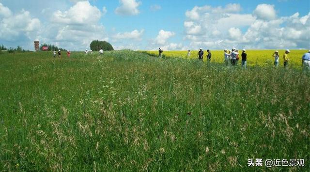 钝叶草（钝叶草），园林绿化中常见草坪植物种类（葎草叶片病害）