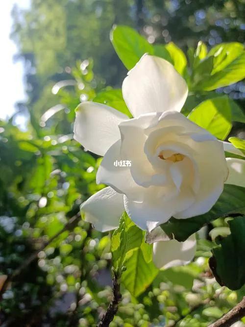 你知道桅子花的花语及寓意吗英文(你知道桅子花的花语及寓意吗)