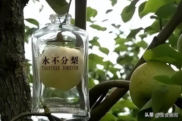 五粮液永不分梨，五粮液永不分梨口感如何（五粮液“永不分梨”）