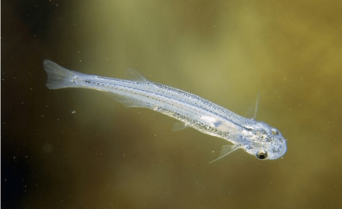 大白鲨vs公牛鲨(什么鱼比大白鲨还凶残)