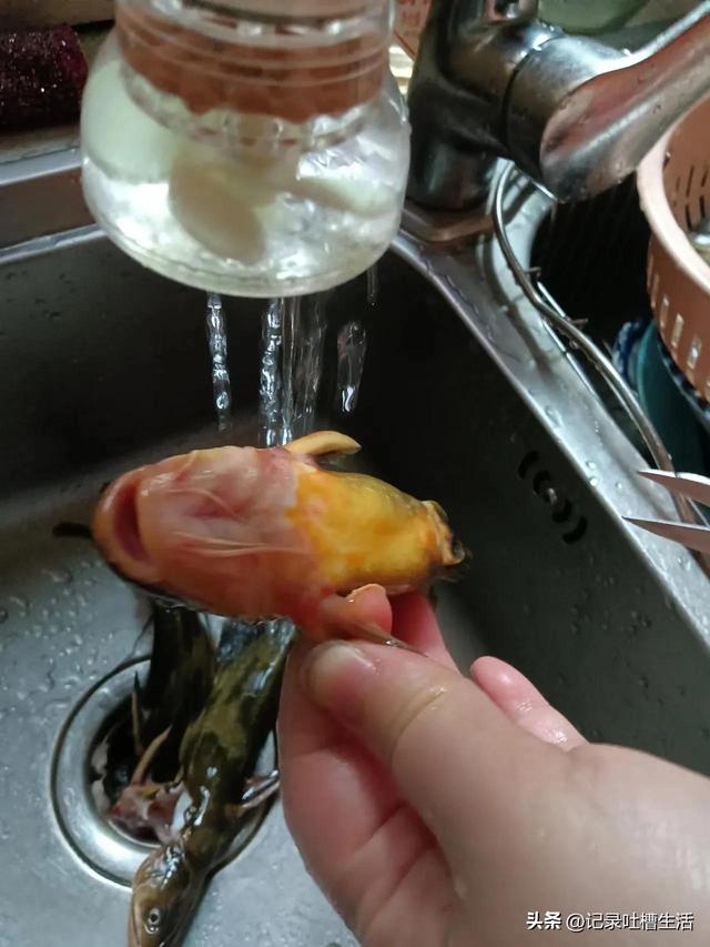 黄鸭叫怎么做才好吃，请听黄鸭叫的叫声，它是鸭吗