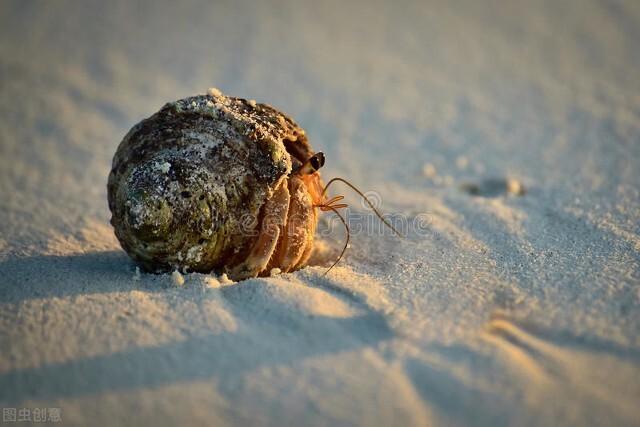 海螺吃什么东西，能吃水草吗（饲养海螺的条件、食物、寿命）