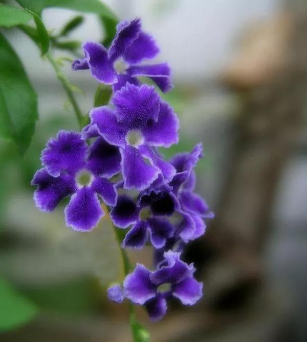 比较有个性一点的花花语，花语是个性的花（十大浪漫花语）