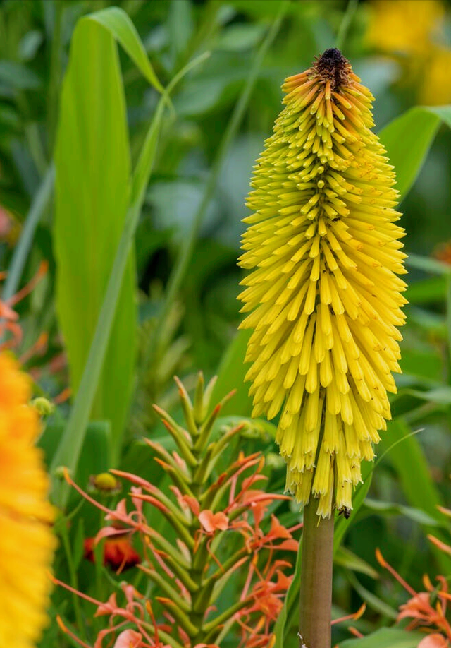 兰花花语心情的句子，兰花开了心情语（一花一世界）