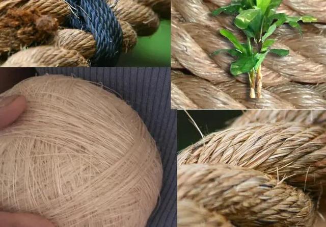 麻子是什么,麻子是什么植物图片(麻子,炒麻籽,麻汤饭及其他)