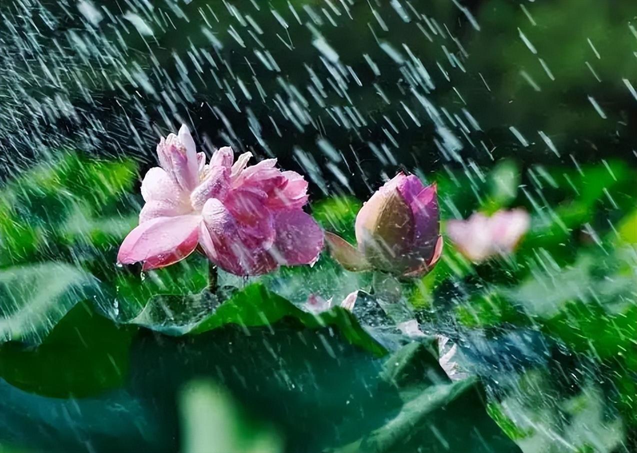 夏天的雨照片图片