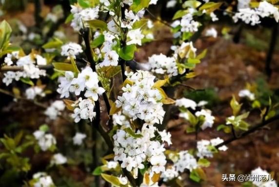 黄花风铃木寓意，龙马潭已变成花花世界