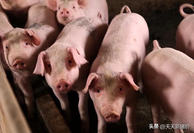 全国生猪价格涨跌表，今日生猪价格全国猪价涨跌图（全国各地生猪价格信息）