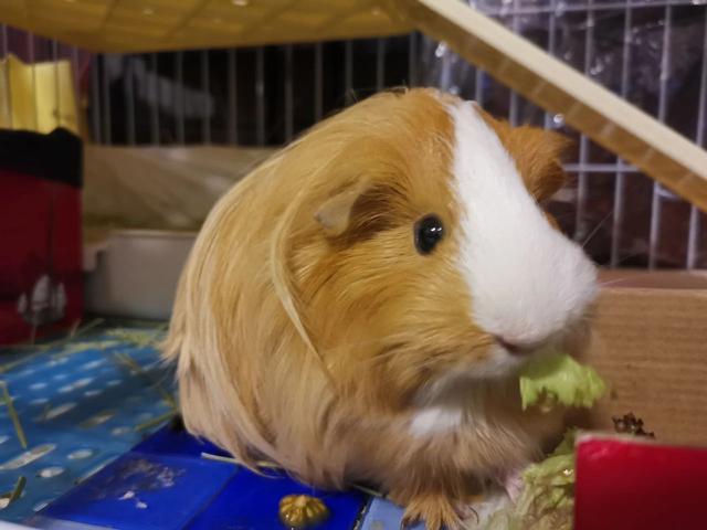 猪鼠是什么动物(荷兰猪不是猪科动物为啥叫猪)