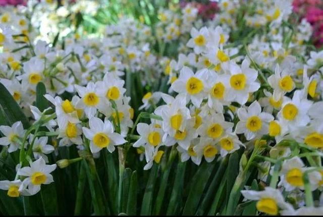 看望病人买什么鲜花，适合送病人的鲜花有哪几种（哪些花代表健康、平安、幸福）