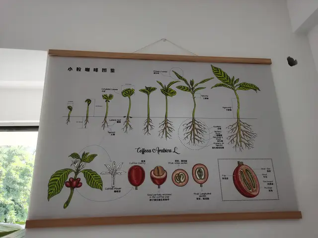 怎样才能成为一个真正的咖啡师，做一名咖啡师需要了解什么（咖啡师的养成之路）