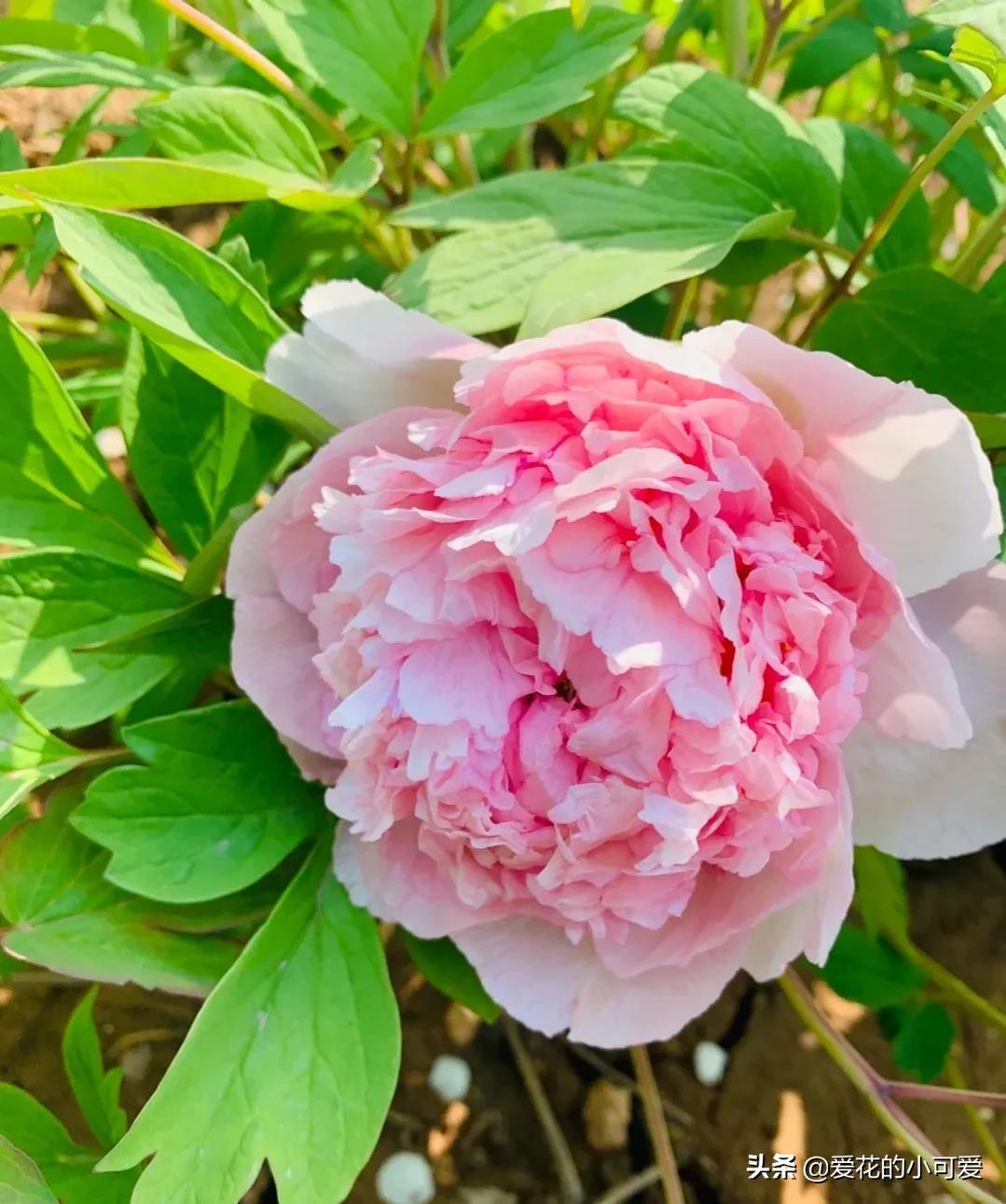 各国的国花是什么花，世界各国的国花是什么（一花一世界‖世界各国的国花你知道多少）