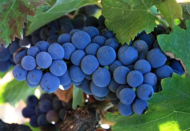 葡萄品种大全，十大葡萄品种（八个最贵的葡萄品种介绍）