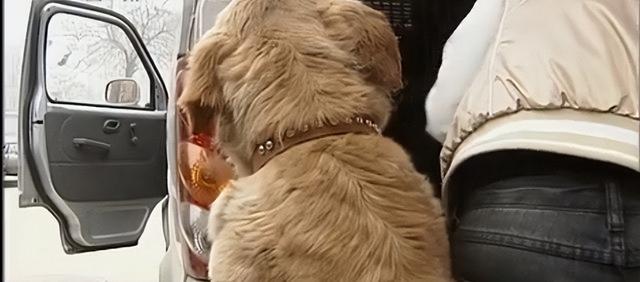 狼的寿命，北极狼的寿命（2008年陕西男子捡到一条“狗”）