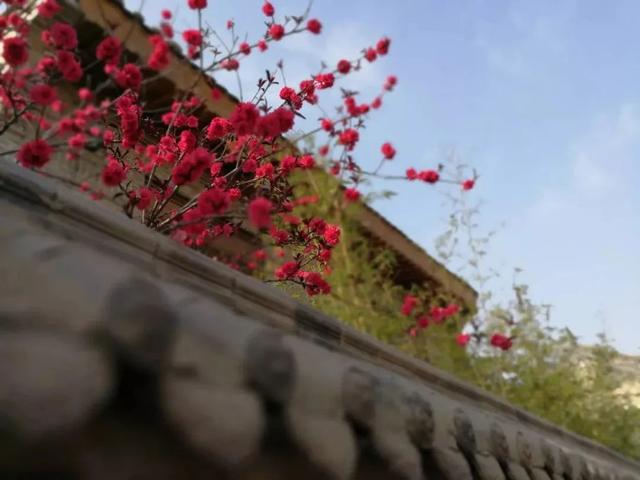 韩城本地特色美食，韩城市特产美食（韩城春游记）