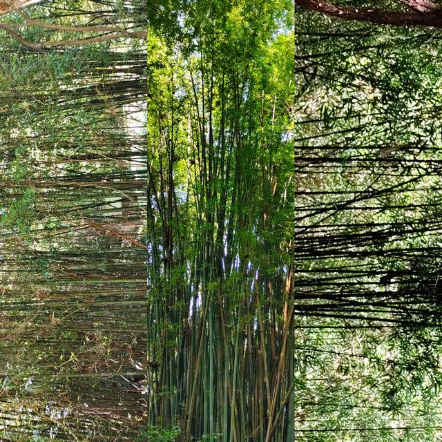 杭州二日游攻略，杭州二日游攻略自由行（杭州-武夷山二日游之绿野仙踪漫游道）