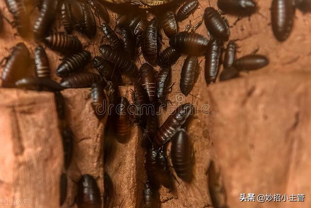 灭蟑螂的方法，灭蟑螂的方法 毒性灭蟑（只用一把大蒜轻松搞定）