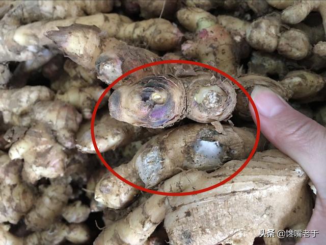 姜的保存最佳方法，生姜的保存方法（腊月买正月用也不坏）