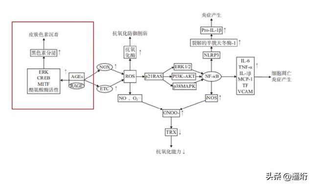 动态纹和静态纹区别，动态纹和静态纹区别图片（抗衰老你现在开始了吗）