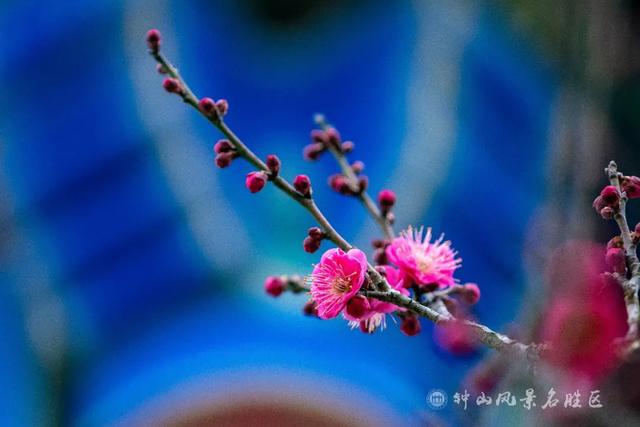 文化遗产：南京梅花山的文化，文化遗产的价值（天下第一梅山迎观赏期）