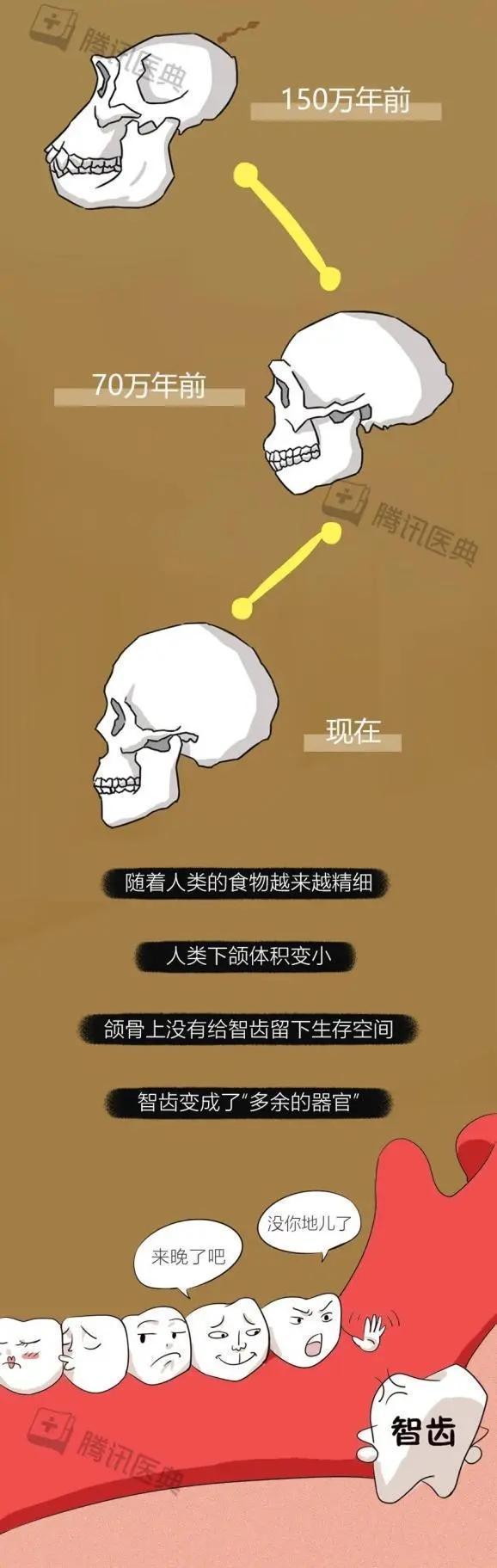 智齿长在哪个位置，智齿长在哪里（会对身体造成什么影响）