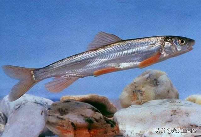 长江名贵鱼前十名，10大凶猛淡水鱼（我国保护的鱼类有87种）