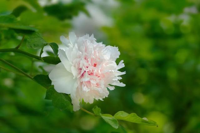 花城是指我国哪一城市，花城指的是哪个地方（中国最美“花城”）