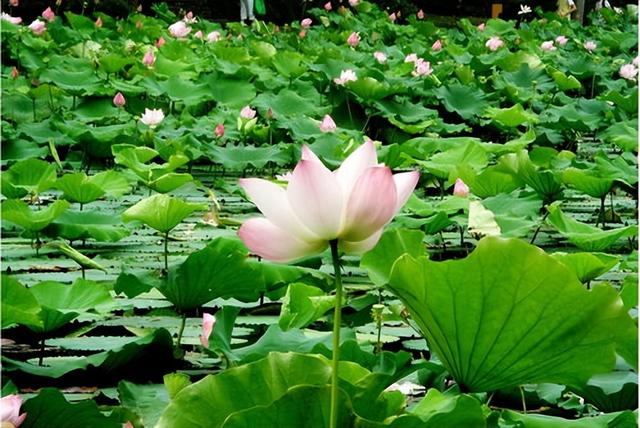 优美散文诗歌精选，优美的诗歌散文节选（来自塔里木《塔河文苑》的诗歌散文十篇）