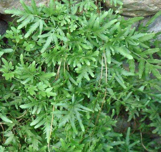 海金沙的功效与作用，中草药海金沙的功效与作用（金钱草的功效与作用）