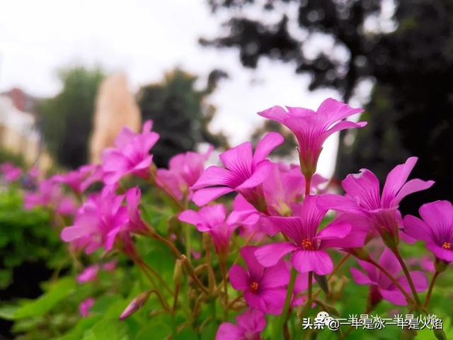 惊蛰的意思，惊蛰的意思和来历（惊蛰：春日惊醒，万物惊喜）