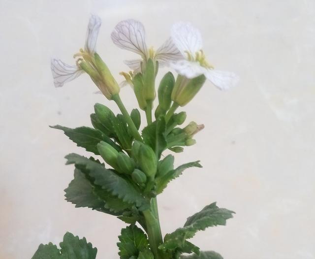 萝卜种植方法，白萝卜种植方法很简单