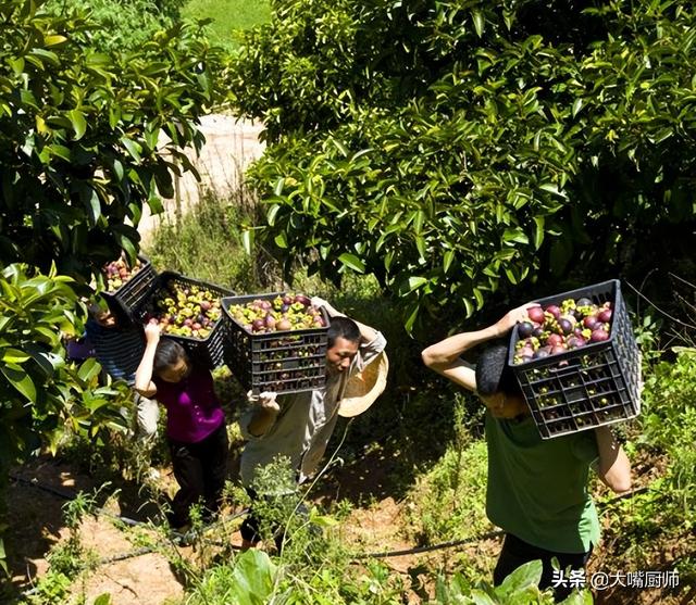 山竹的产地，一棵树结果上万（山竹哪里的特产）
