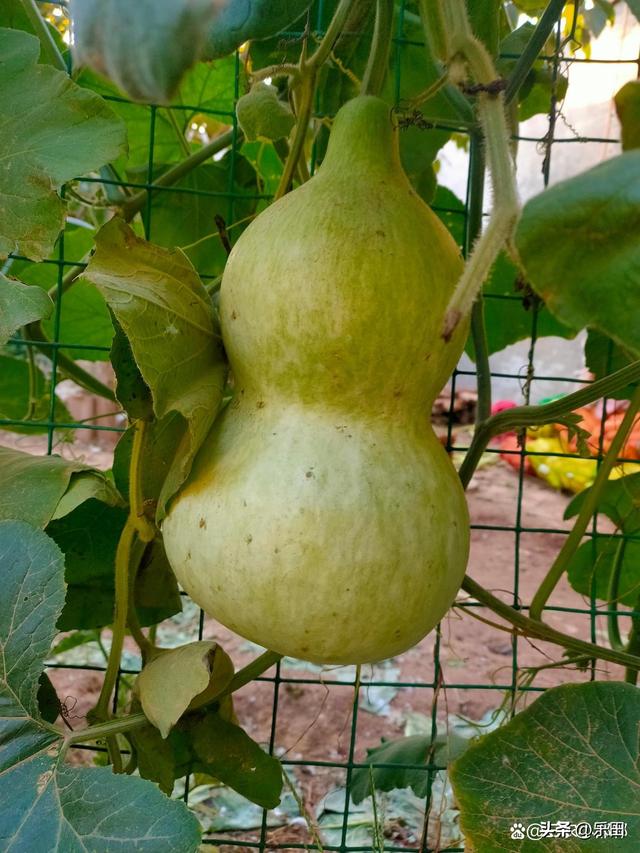 秋天丰收的农作物有什么，秋天丰收的农作物有什么句子（好多农作物丰收了）