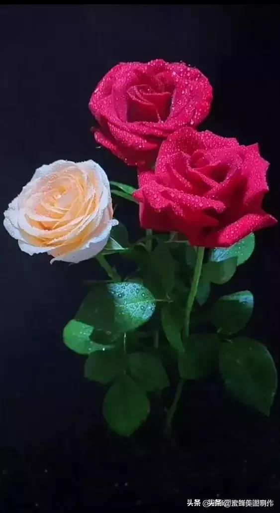 七夕节的图片，七夕浪漫情人节，玫瑰壁纸（七夕节的图片）