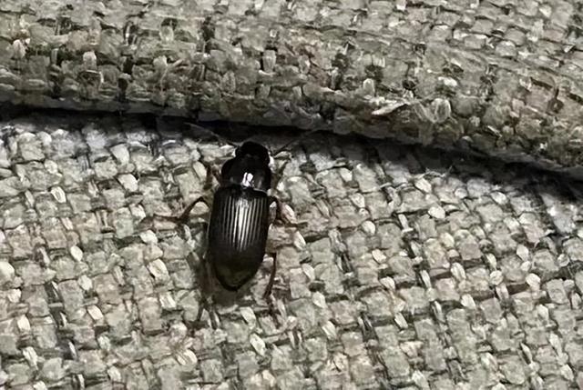 黑色大虫子有点像蟑螂，家里黑色的虫子像蟑螂（京津冀现不明黑色昆虫）