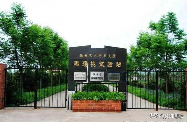 西北农林科技大学是211大学吗，西北农林科技大学和211（是不是985高校中凑数的）