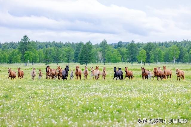 呼伦贝尔旅游景点攻略，呼伦贝尔旅游景点攻略找巴特尔师傅好（呼伦贝尔草原6日游--经典环线）