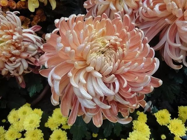 梅花象征什么，梅花象征什么青松象征什么雪花象征什么（中国十大名花排行榜）